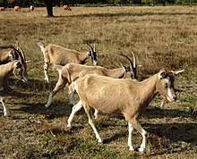 Tiere in der Wahner Heide